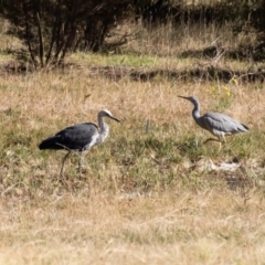 Egretta novaehollandiae at Penrose, NSW - 29 Jun 2022