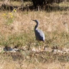 Egretta novaehollandiae at Penrose, NSW - 29 Jun 2022