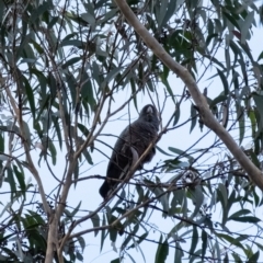 Callocephalon fimbriatum (Gang-gang Cockatoo) at Wingecarribee Local Government Area - 30 Jun 2022 by Aussiegall