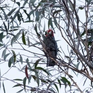 Callocephalon fimbriatum at Penrose, NSW - suppressed