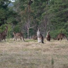 Macropus giganteus (Eastern Grey Kangaroo) at Penrose, NSW - 30 Jun 2022 by Aussiegall