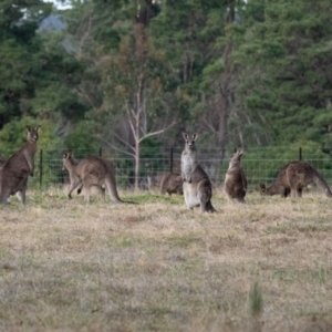 Macropus giganteus at Penrose, NSW - 30 Jun 2022