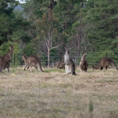 Macropus giganteus (Eastern Grey Kangaroo) at Penrose - 30 Jun 2022 by Aussiegall