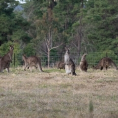 Macropus giganteus (Eastern Grey Kangaroo) at suppressed - 30 Jun 2022 by Aussiegall