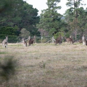 Macropus giganteus at Penrose, NSW - 30 Jun 2022