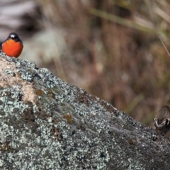 Petroica phoenicea (Flame Robin) at Rendezvous Creek, ACT - 27 Jun 2022 by jb2602