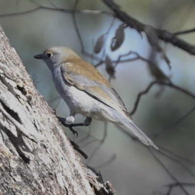 Colluricincla harmonica (Grey Shrikethrush) at Coree, ACT - 30 Jun 2022 by AlisonMilton