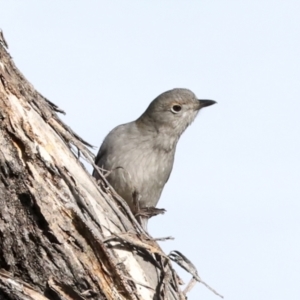 Colluricincla harmonica at Coree, ACT - 30 Jun 2022