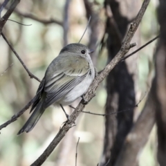 Pachycephala pectoralis (Golden Whistler) at Woodstock Nature Reserve - 30 Jun 2022 by AlisonMilton