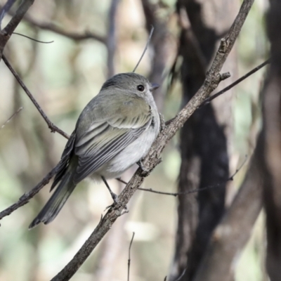 Pachycephala pectoralis (Golden Whistler) at Coree, ACT - 30 Jun 2022 by AlisonMilton