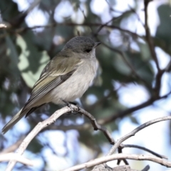 Pachycephala pectoralis at Coree, ACT - 30 Jun 2022