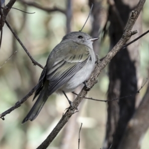 Pachycephala pectoralis at Coree, ACT - 30 Jun 2022