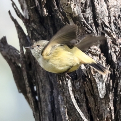 Acanthiza reguloides (Buff-rumped Thornbill) at Woodstock Nature Reserve - 30 Jun 2022 by AlisonMilton