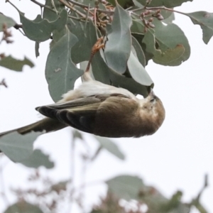 Smicrornis brevirostris at Coree, ACT - 30 Jun 2022