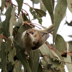 Smicrornis brevirostris at Coree, ACT - 30 Jun 2022