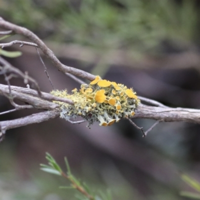 Teloschistes sp. (genus) (A lichen) at Ginninderry Conservation Corridor - 30 Jun 2022 by AlisonMilton