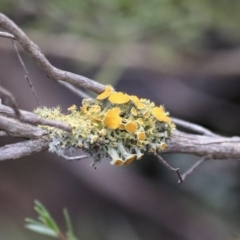 Teloschistes sp. (genus) at Coree, ACT - 30 Jun 2022