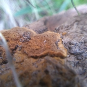 Unidentified Moulds (TBC) at suppressed by mahargiani