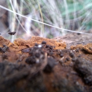 Coltriciella tasmanica at Cooma, NSW - 30 Jun 2022