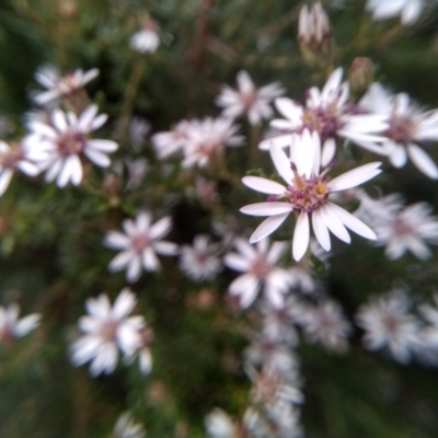 Olearia iodochroa (Violet Daisy-bush) at Cooma, NSW - 30 Jun 2022 by mahargiani