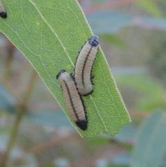 Paropsisterna cloelia (Eucalyptus variegated beetle) at Paddys River, ACT - 13 Feb 2022 by michaelb