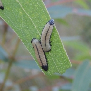 Paropsisterna cloelia at Paddys River, ACT - 13 Feb 2022