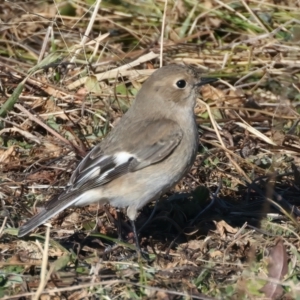 Petroica phoenicea at Rendezvous Creek, ACT - 27 Jun 2022