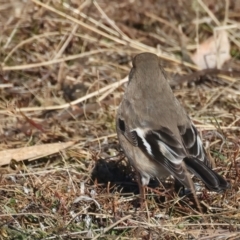 Petroica phoenicea at Rendezvous Creek, ACT - 27 Jun 2022