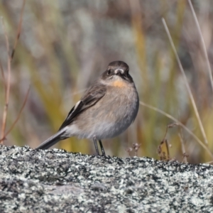 Petroica phoenicea at Rendezvous Creek, ACT - 27 Jun 2022 02:29 PM