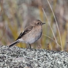 Petroica phoenicea at Rendezvous Creek, ACT - 27 Jun 2022 02:29 PM