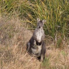 Osphranter robustus robustus (Eastern Wallaroo) at Rocky Hill War Memorial Park and Bush Reserve, Goulburn - 29 Jun 2022 by Rixon