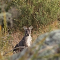 Osphranter robustus robustus at Goulburn, NSW - 29 Jun 2022