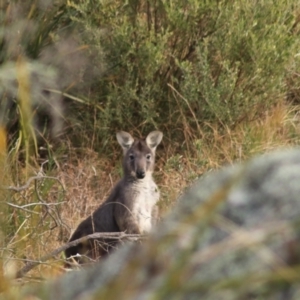 Osphranter robustus robustus at Goulburn, NSW - 29 Jun 2022