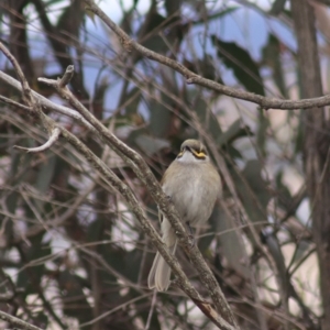 Caligavis chrysops at Goulburn, NSW - 29 Jun 2022