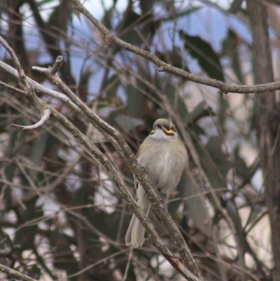 Caligavis chrysops (Yellow-faced Honeyeater) at Rocky Hill War Memorial Park and Bush Reserve - 29 Jun 2022 by Rixon