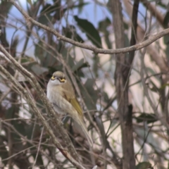 Caligavis chrysops at Goulburn, NSW - 29 Jun 2022