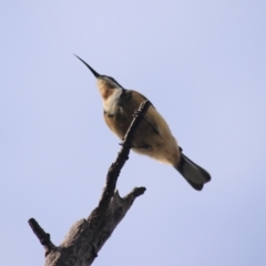 Acanthorhynchus tenuirostris (Eastern Spinebill) at Rocky Hill War Memorial Park and Bush Reserve, Goulburn - 29 Jun 2022 by Rixon