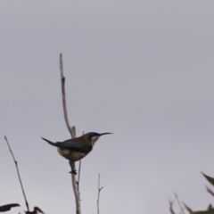 Acanthorhynchus tenuirostris at Goulburn, NSW - 29 Jun 2022 01:26 PM