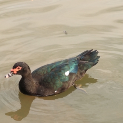 Cairina moschata (Muscovy Duck (Domestic Type)) at Goulburn Wetlands - 26 Jun 2022 by Rixon