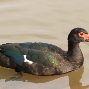 Cairina moschata at Goulburn, NSW - 26 Jun 2022 04:10 PM