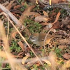 Sericornis frontalis (White-browed Scrubwren) at Goulburn, NSW - 25 Jun 2022 by Rixon