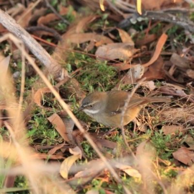 Sericornis frontalis (White-browed Scrubwren) at Goulburn Wetlands - 25 Jun 2022 by Rixon