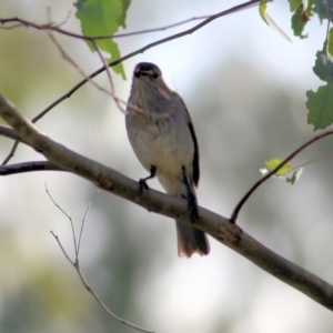 Colluricincla harmonica at Killara, VIC - 1 Jul 2022 11:11 AM