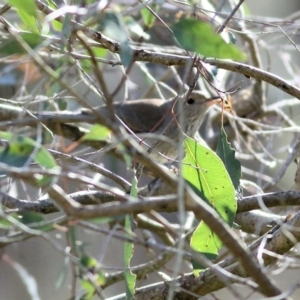 Colluricincla harmonica at Killara, VIC - 1 Jul 2022 11:11 AM