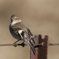 Petroica phoenicea (Flame Robin) at Rendezvous Creek, ACT - 27 Jun 2022 by jb2602