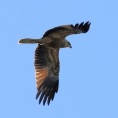 Haliastur sphenurus (Whistling Kite) at Wodonga - 1 Jul 2022 by KylieWaldon