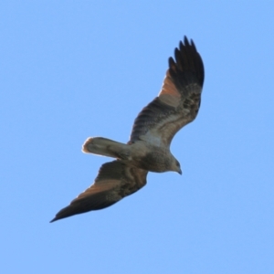 Haliastur sphenurus at Bandiana, VIC - 1 Jul 2022 10:30 AM