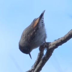 Daphoenositta chrysoptera (Varied Sittella) at Borough, NSW - 29 Jun 2022 by Paul4K