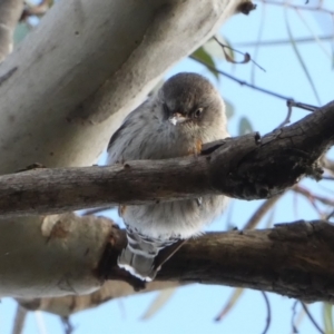 Daphoenositta chrysoptera at Borough, NSW - suppressed