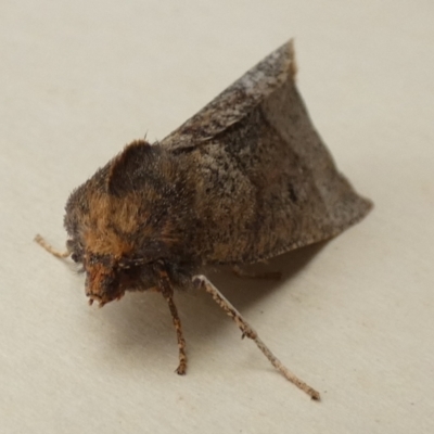 Fisera belidearia (Two-toned Crest-moth) at QPRC LGA - 29 Jun 2022 by Paul4K